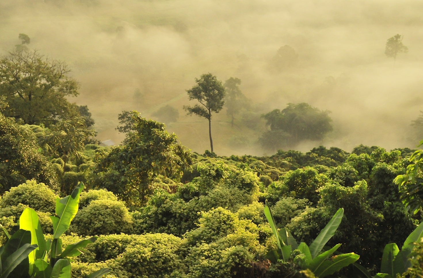 Políticas Públicas para a Preservação da Biodiversidade